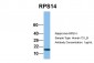 RPS14 antibody - middle region
